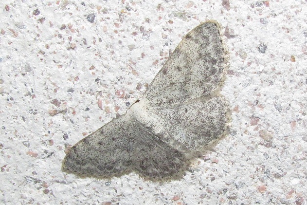 Geometridae da ID - Scopula (Calothysanis) marginepunctata